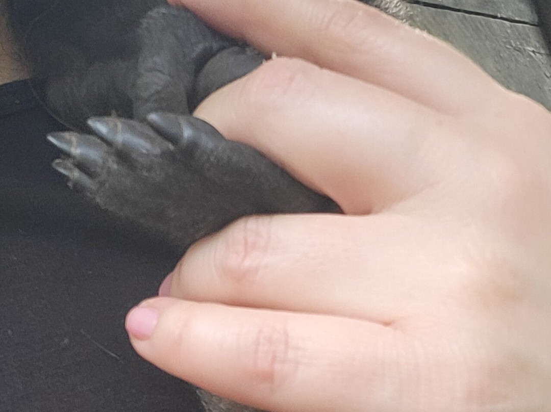 Fundacion Los Monos Selva y Vida-Puyo必去景点