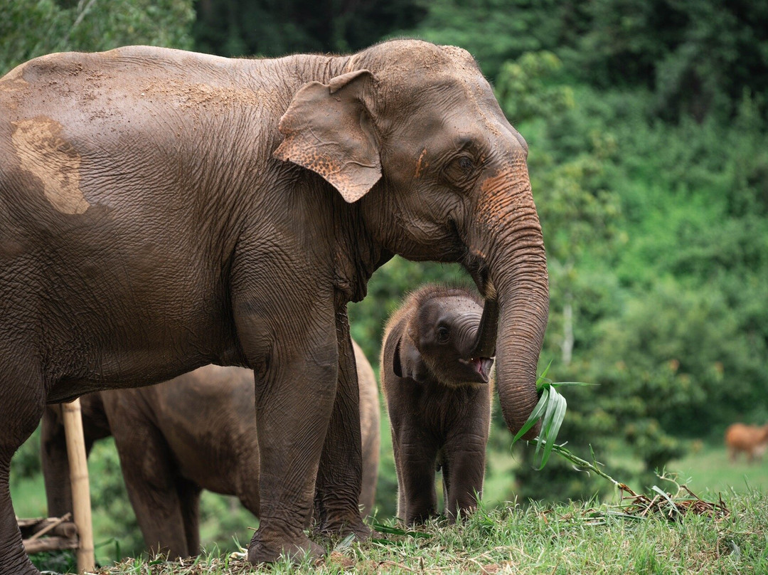 New Elephant Home