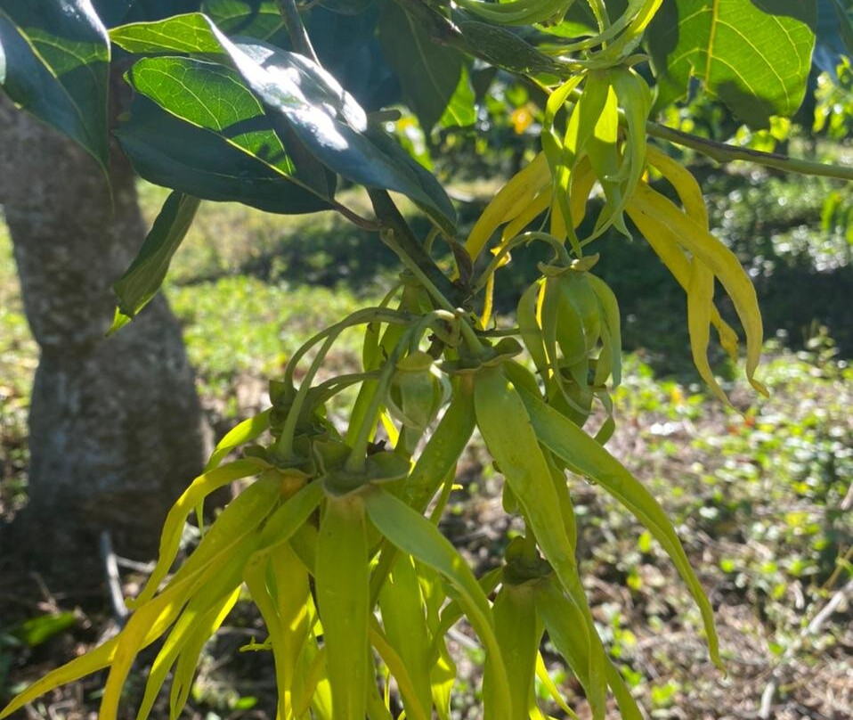 Parfum d’Ylang-Andranobe必去景点