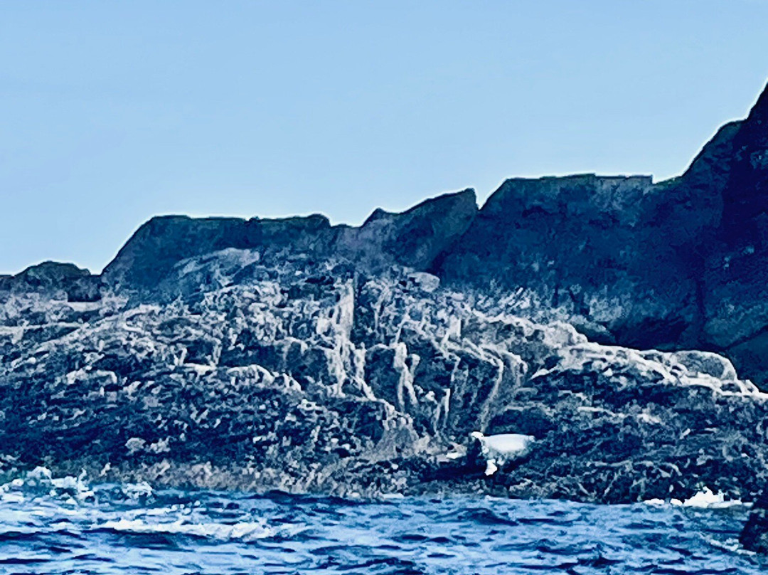 West Cork Ocean Tours景点图片