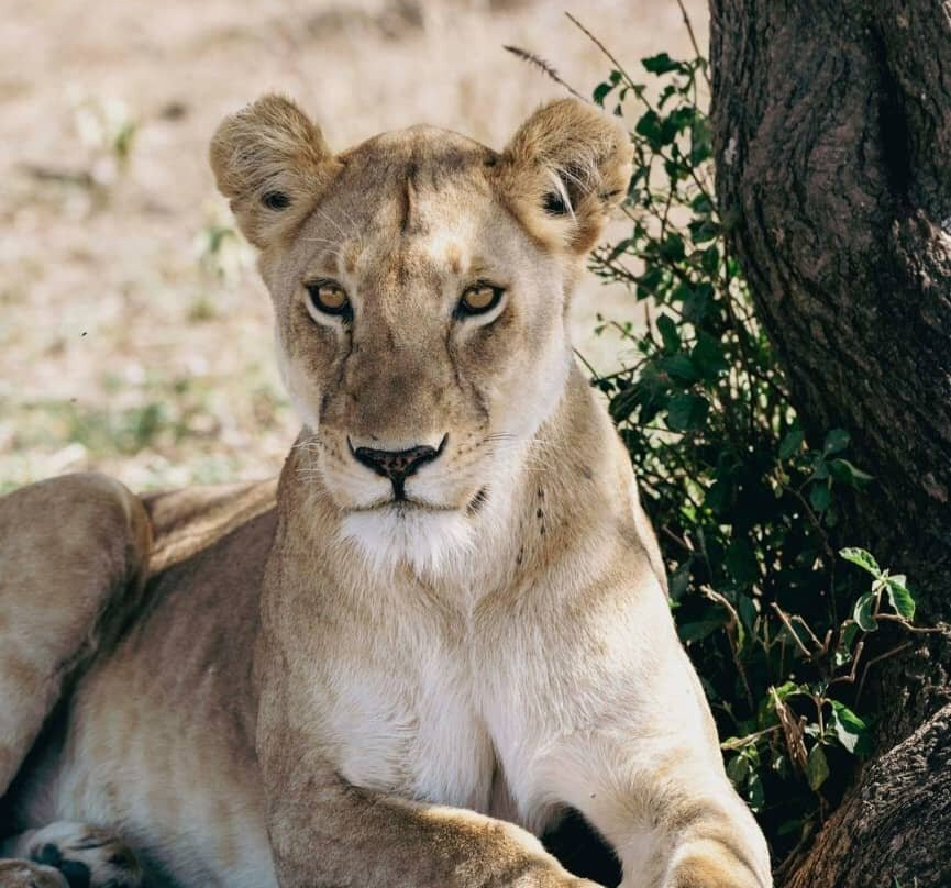 Silsila Tours & Safaris-Majengo必去景点