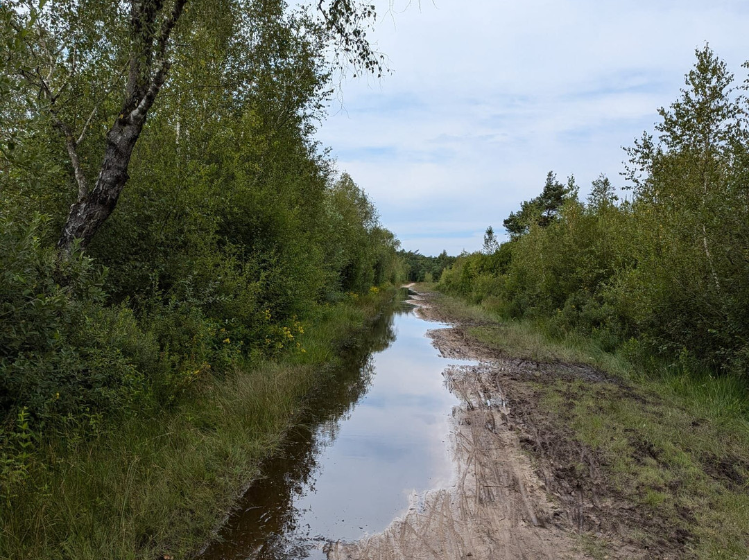 Oisterwijkse Bossen en Vennen-Oisterwijk必去景点