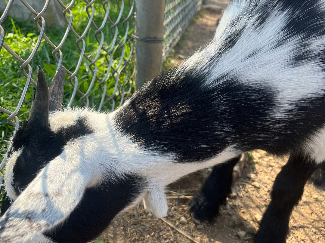 Lake Tobias Wildlife Park-Halifax必去景点