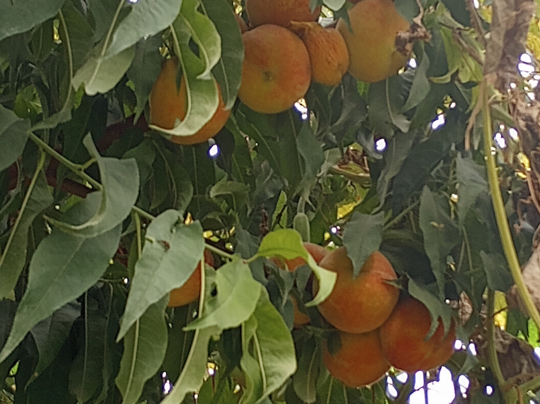 Gerana Village景点图片