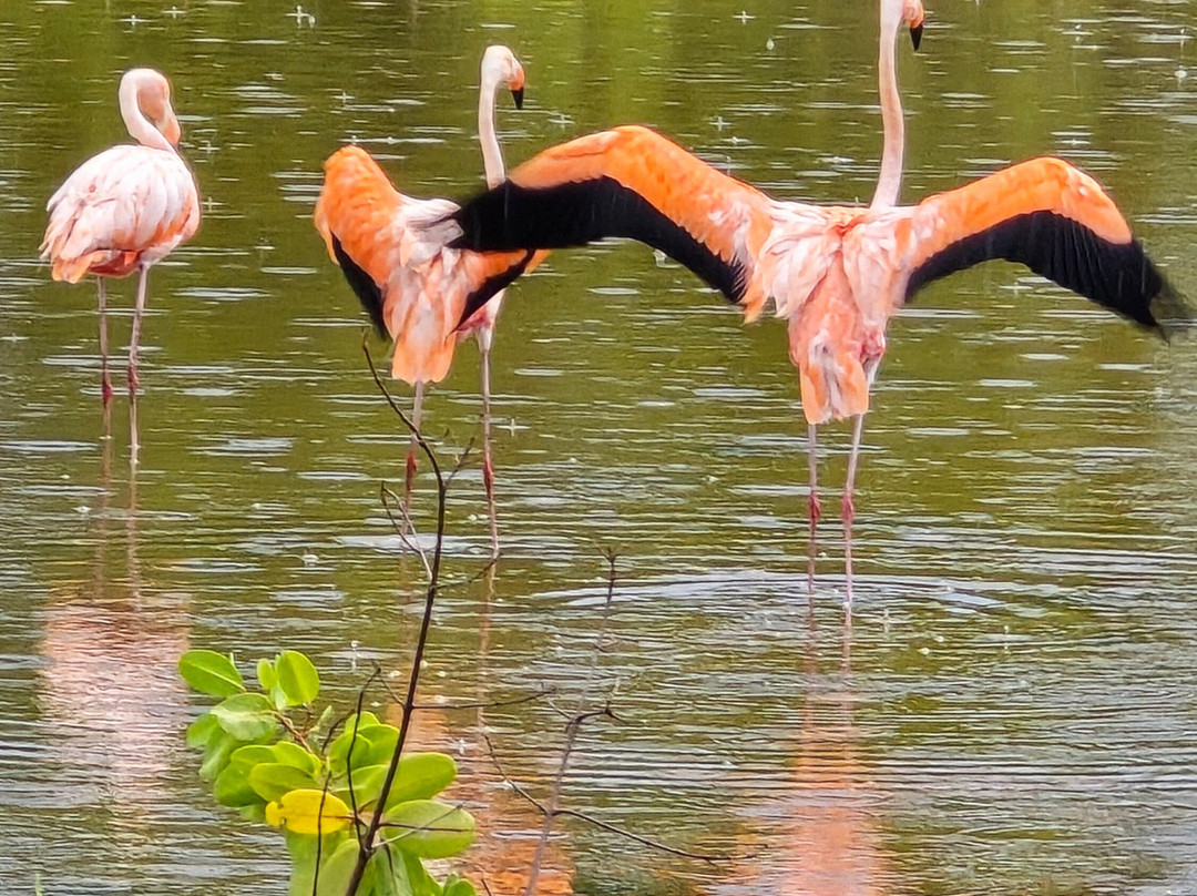 Cayo Guillermo-Cayo Guillermo必去景点