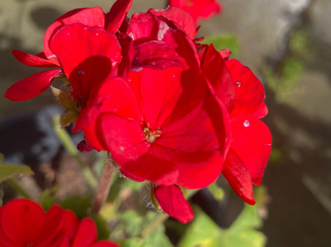 St Mary's Catholic Church-Yarram必去景点