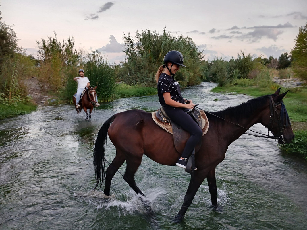 Sunshine Adventure Horses Power景点图片