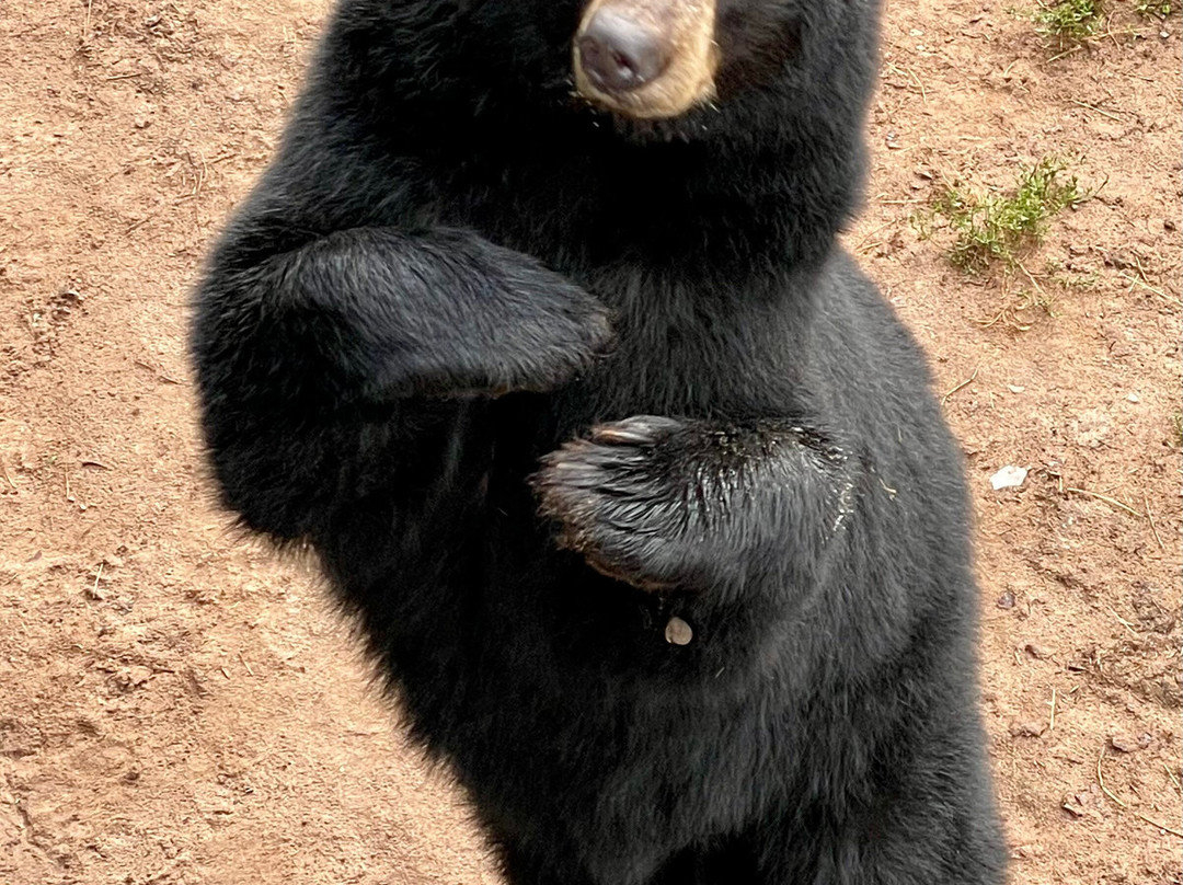 Oswald's Bear Ranch景点图片