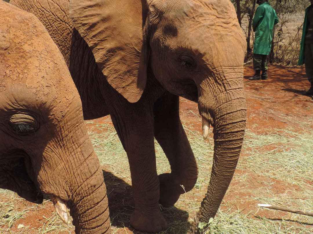 HIDAYA AFRICA TOURS AND TRAVEL-纳库鲁必去景点