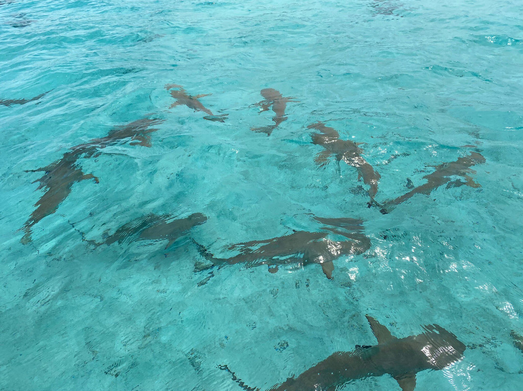Terainui Tours Excursions Tahaa