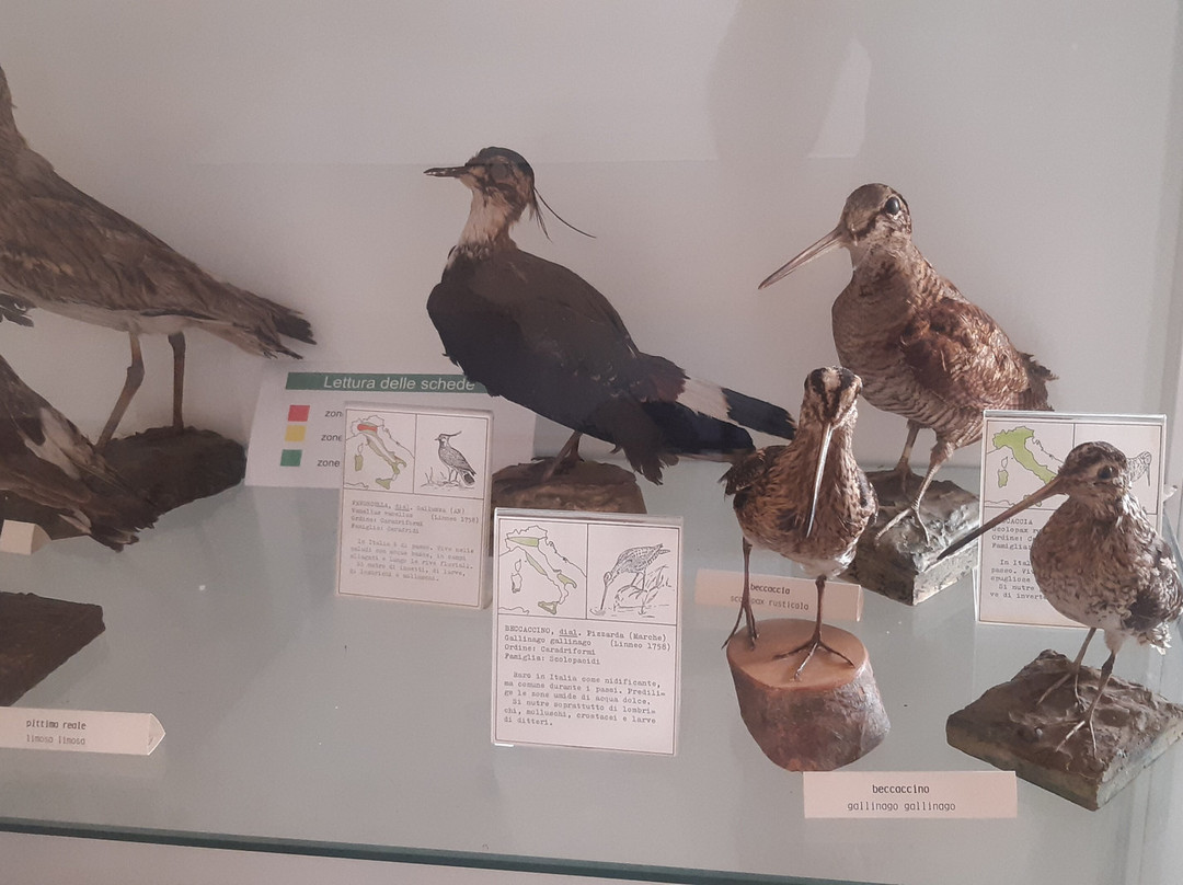 Museo di Storia della Mezzadria Sergio Anselmi-塞尼加利亚必去景点