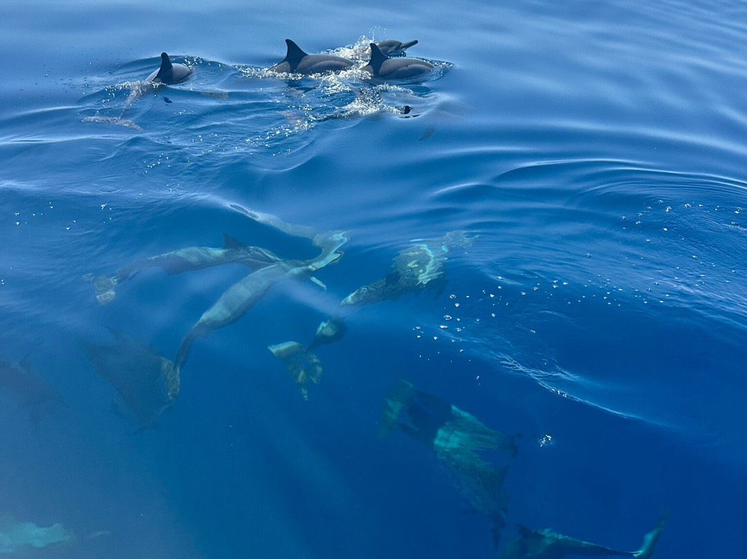 Naut'ile - Day Tours-Pamandzi必去景点