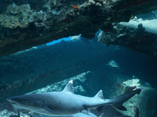 In2Scuba Diving Maui Dive Co.-拉海纳必去景点
