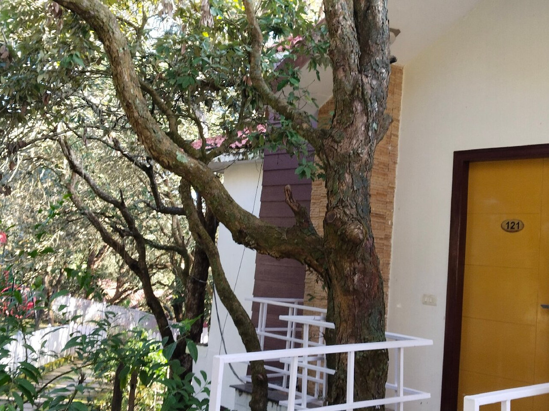 Essence of Nature主图