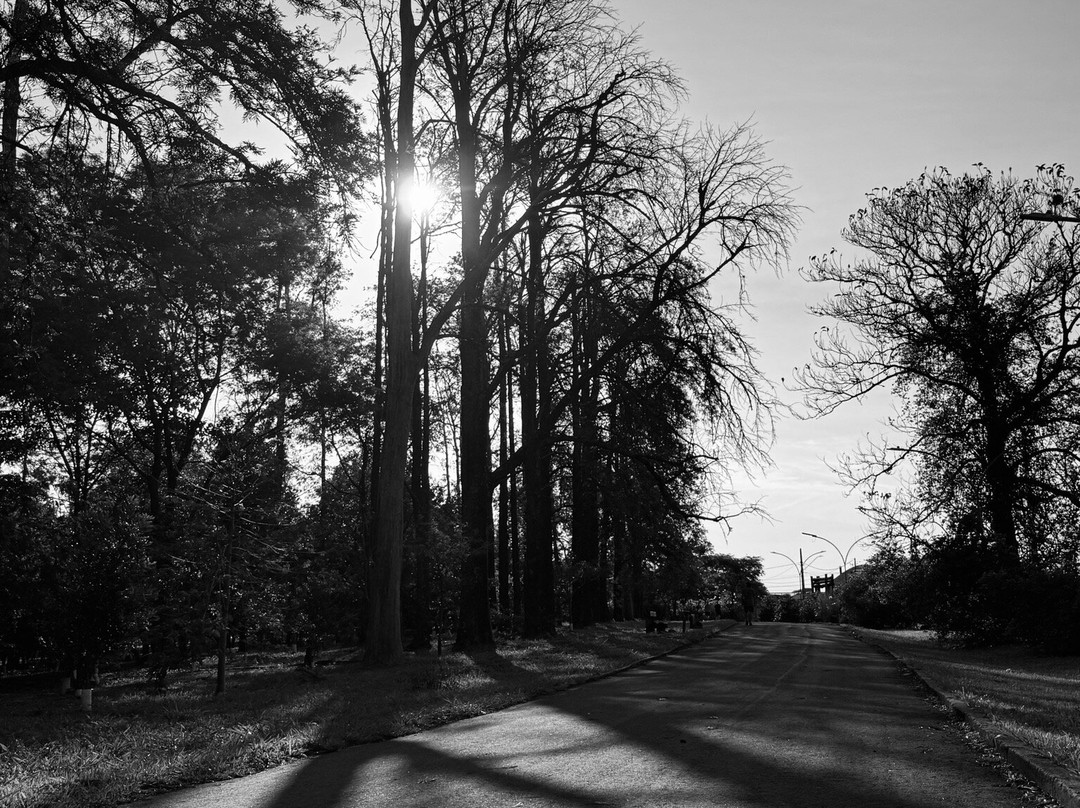 Bosque das Grevileas-Maringa必去景点