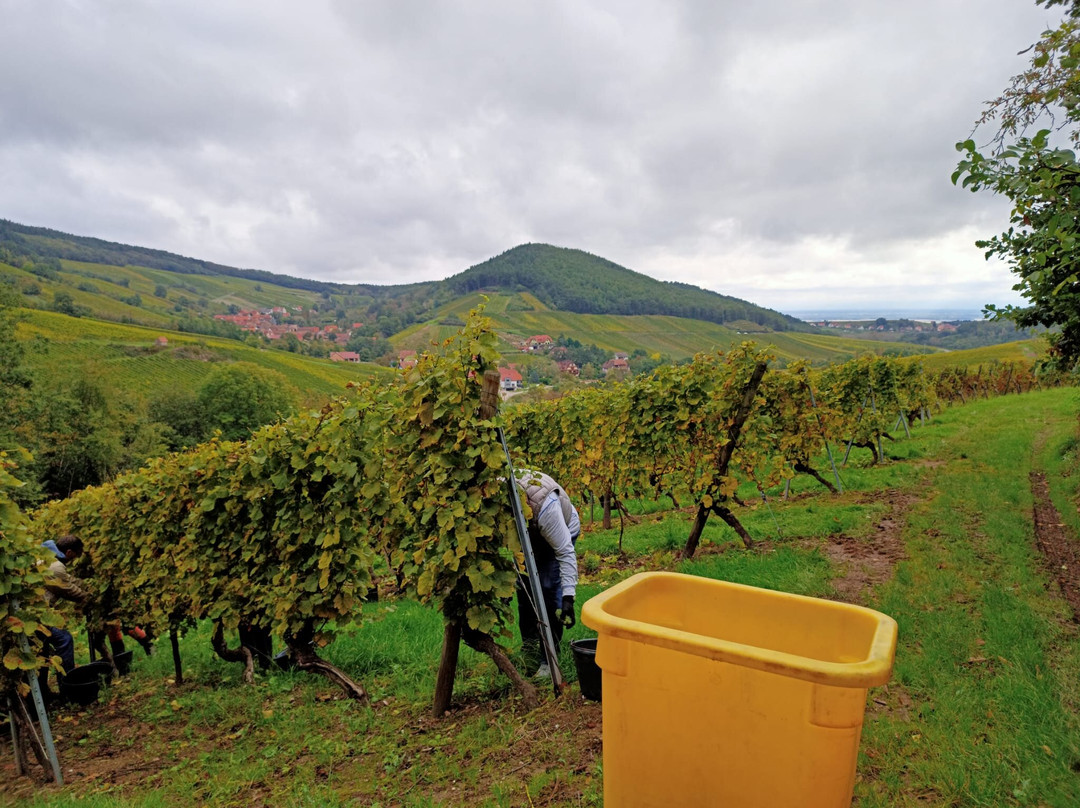 Domaine Bores Marie-claire Et Pierre景点图片