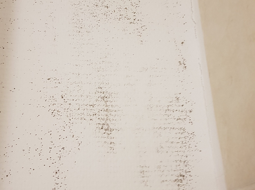 Hotel de la Paix主图