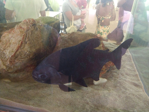 Termas Pacu Parque Aquático & Pesca-Mineiros do Tiete必去景点