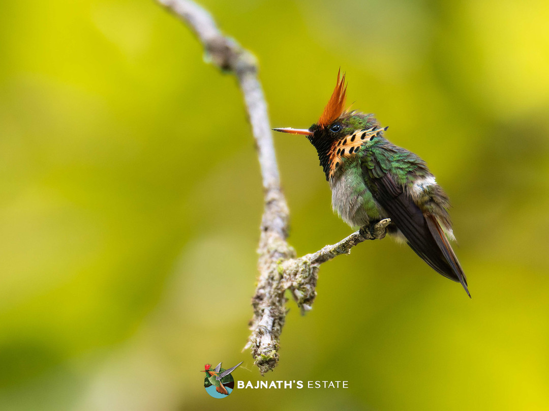 Bajnath's Estate Hummingbird Sanctuary