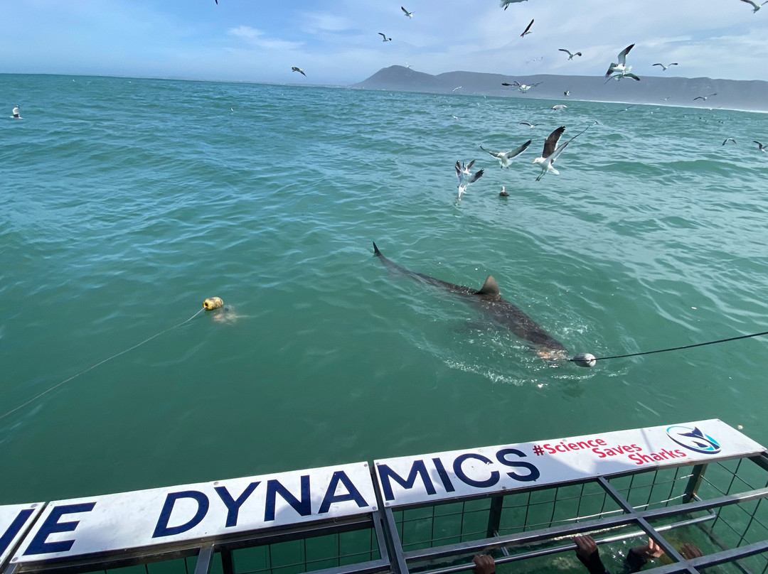 Marine Dynamics  Shark Tours-干斯拜必去景点