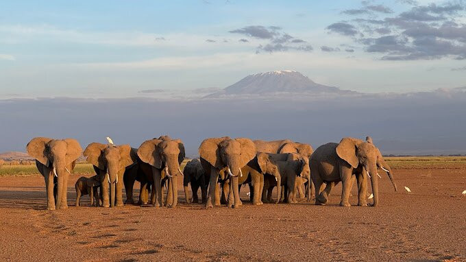 Elara luxury Safaris-蒙巴萨必去景点