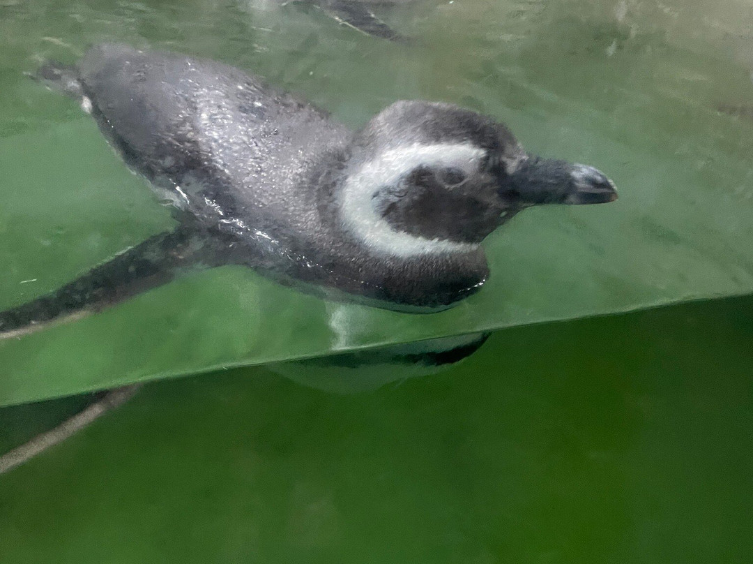 Aquario Marinho-巴拉那瓜必去景点