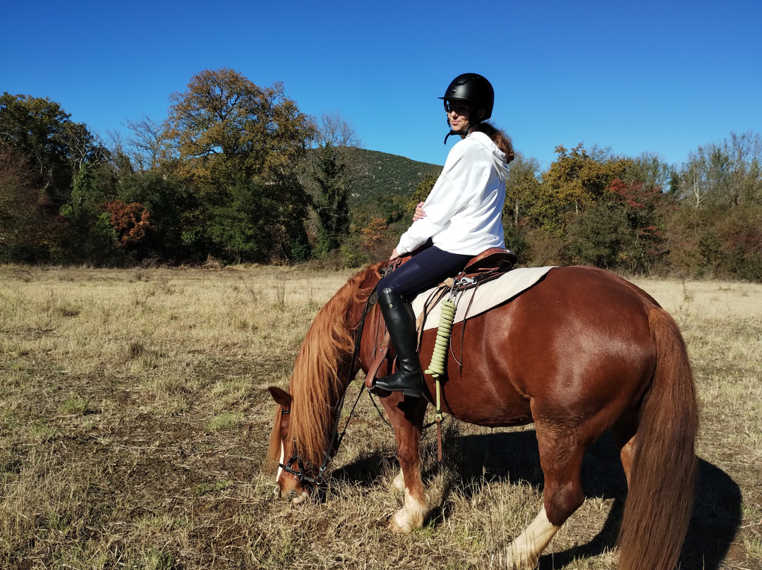 Stefi's Equestrian Tours景点图片