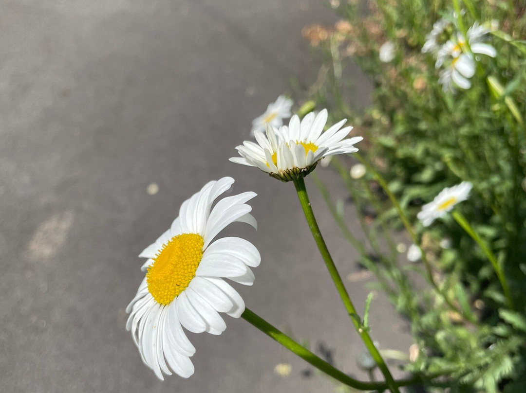 St Matthew's Anglican Olinda