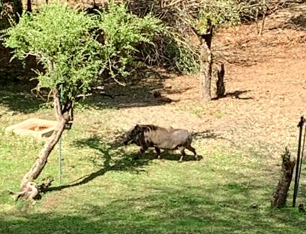 Ilala Lodge Hotel主图