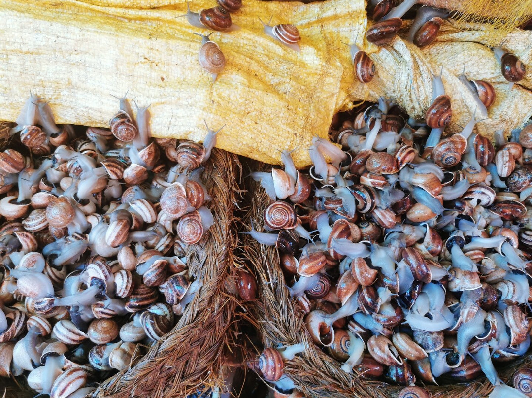 Le Souk de Oujda-乌季达必去景点