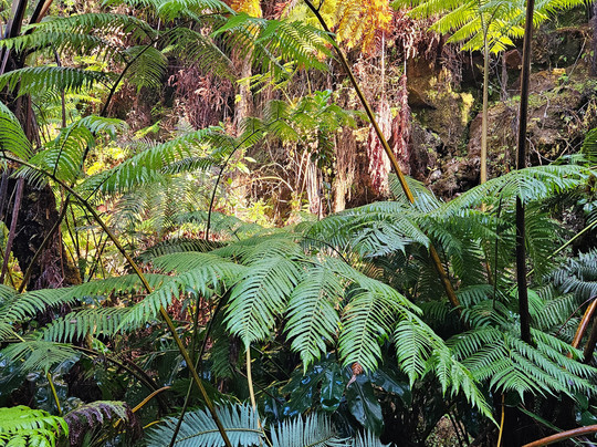 Makaio Tours Hawaii-希洛必去景点