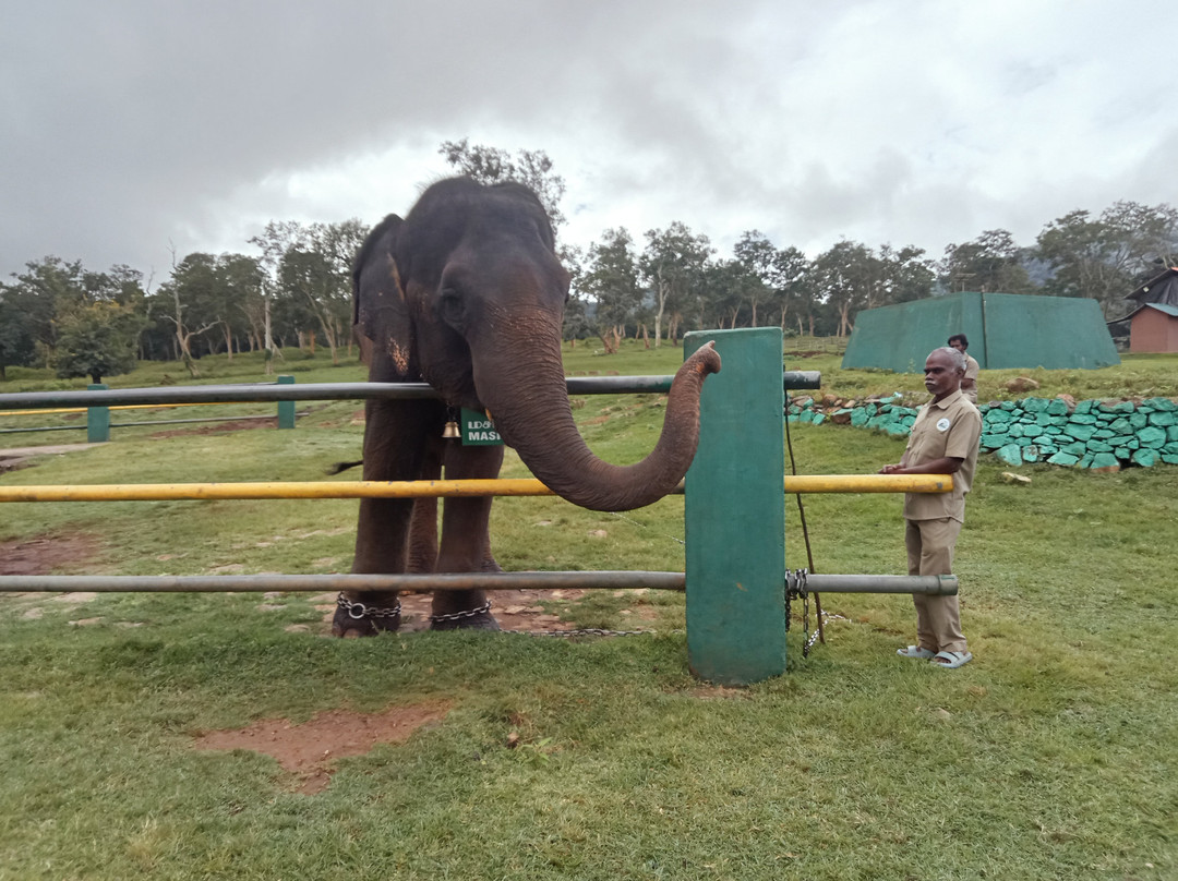 Theppakadu Elephant Camp景点图片