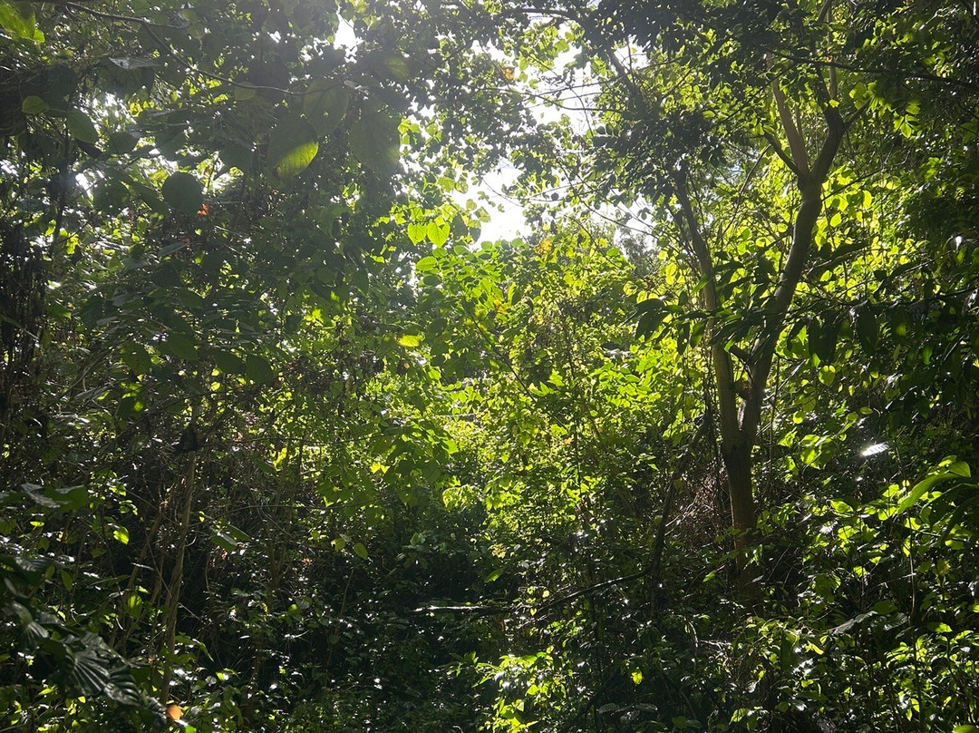 Tainopark-Santa Barbara de Samana必去景点