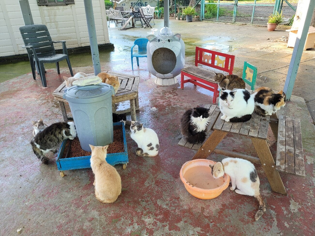 Malcolm Cat Protection Society-null必去景点