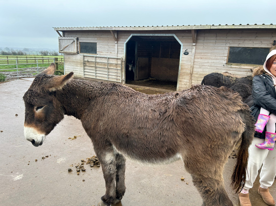 Barnhill Donkeys Retreat Sleagill景点图片
