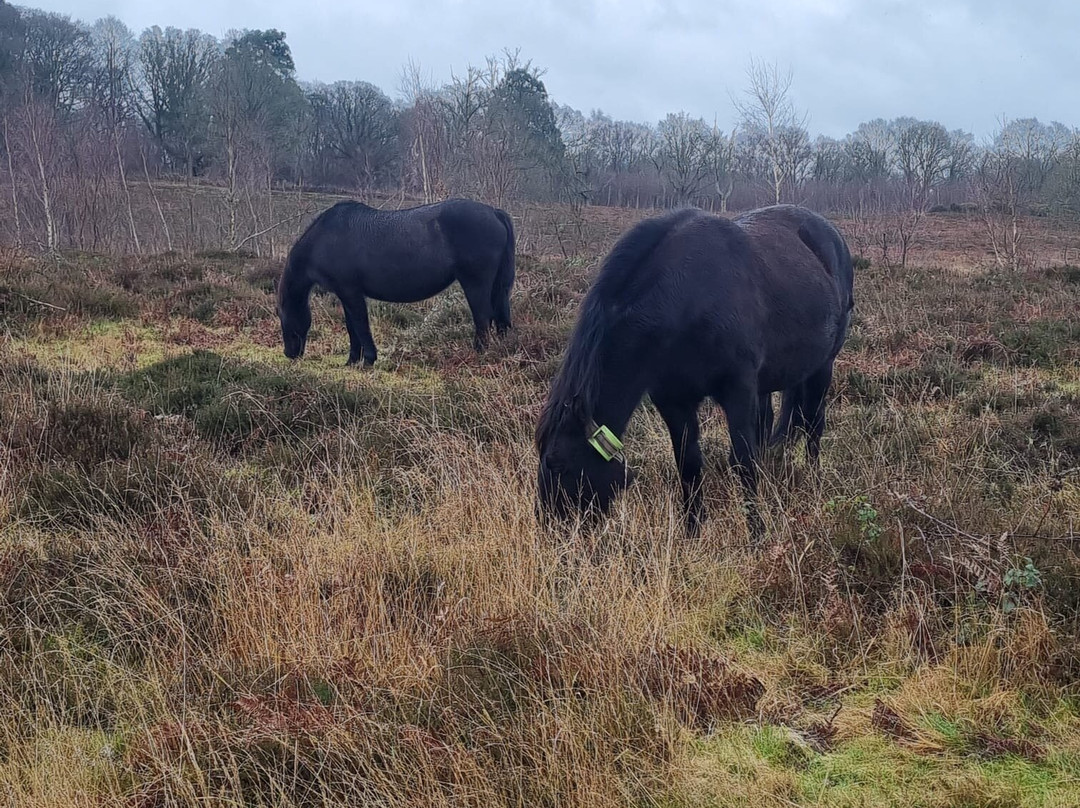 Hothfield Heathlands Nature Reserve景点图片
