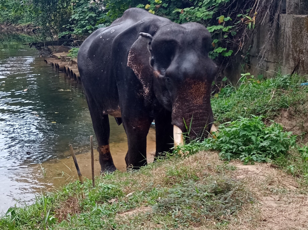 Coconut Elephant Camp Khaolak景点图片