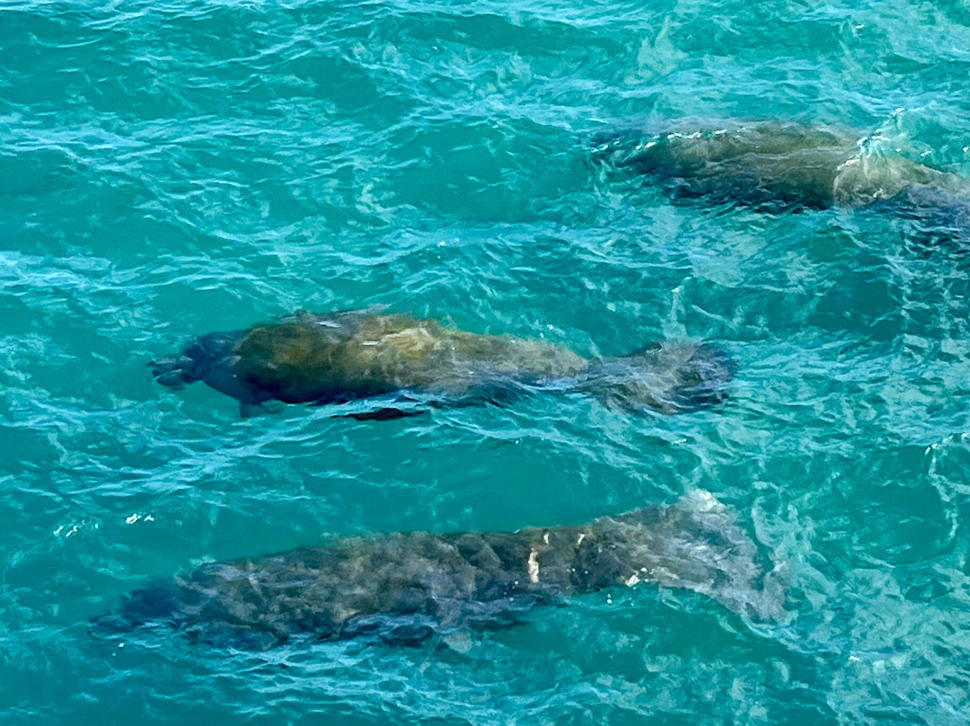 Manatee Lagoon景点图片