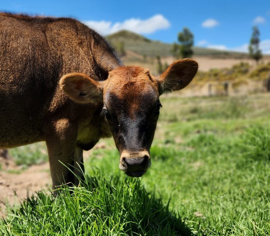 Olijvenhof Olive Estate-蒙提古必去景点