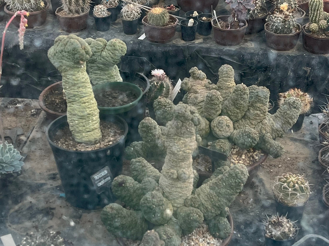 Cactusland景点图片
