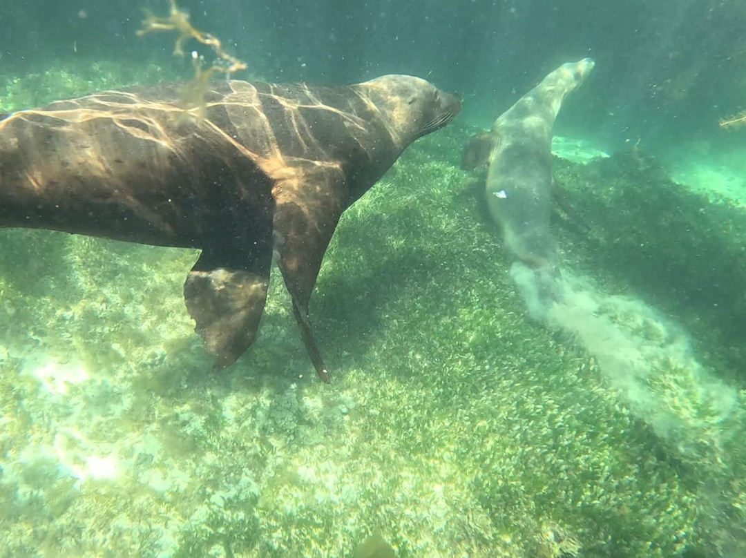 Lobster Shack Sea Lion Tour景点图片