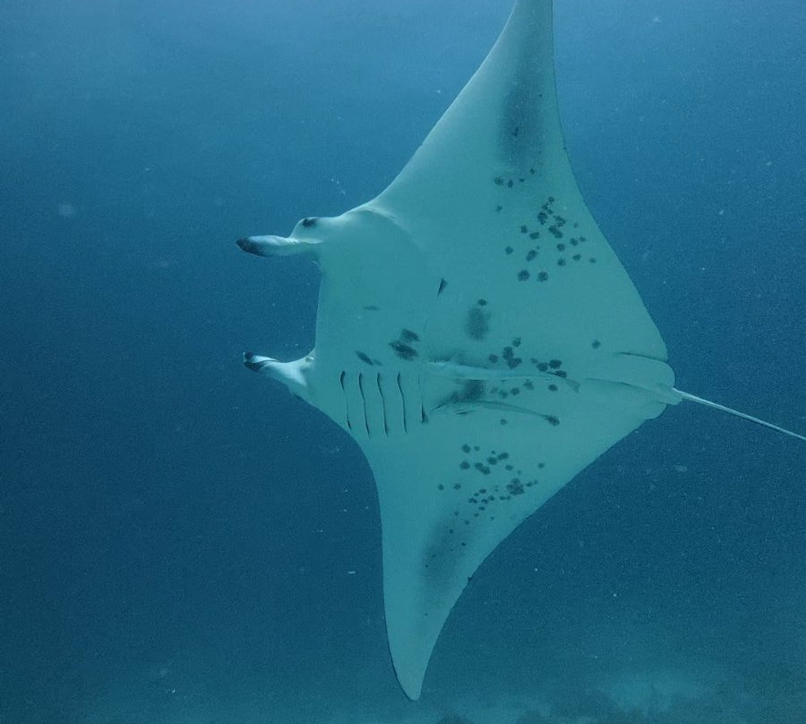 Big Blue Divers Rasdhoo景点图片