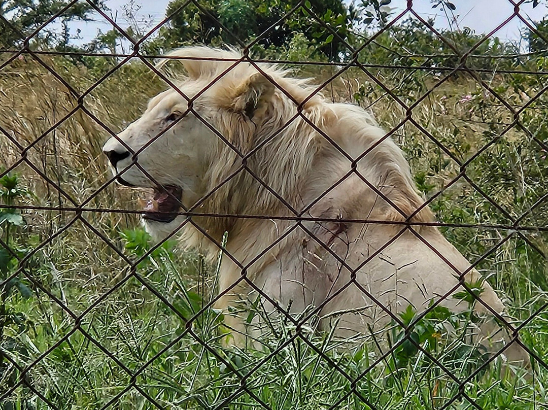 Rhino and Lion Nature Reserve景点图片