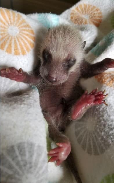 Nhill Oasis Motel主图