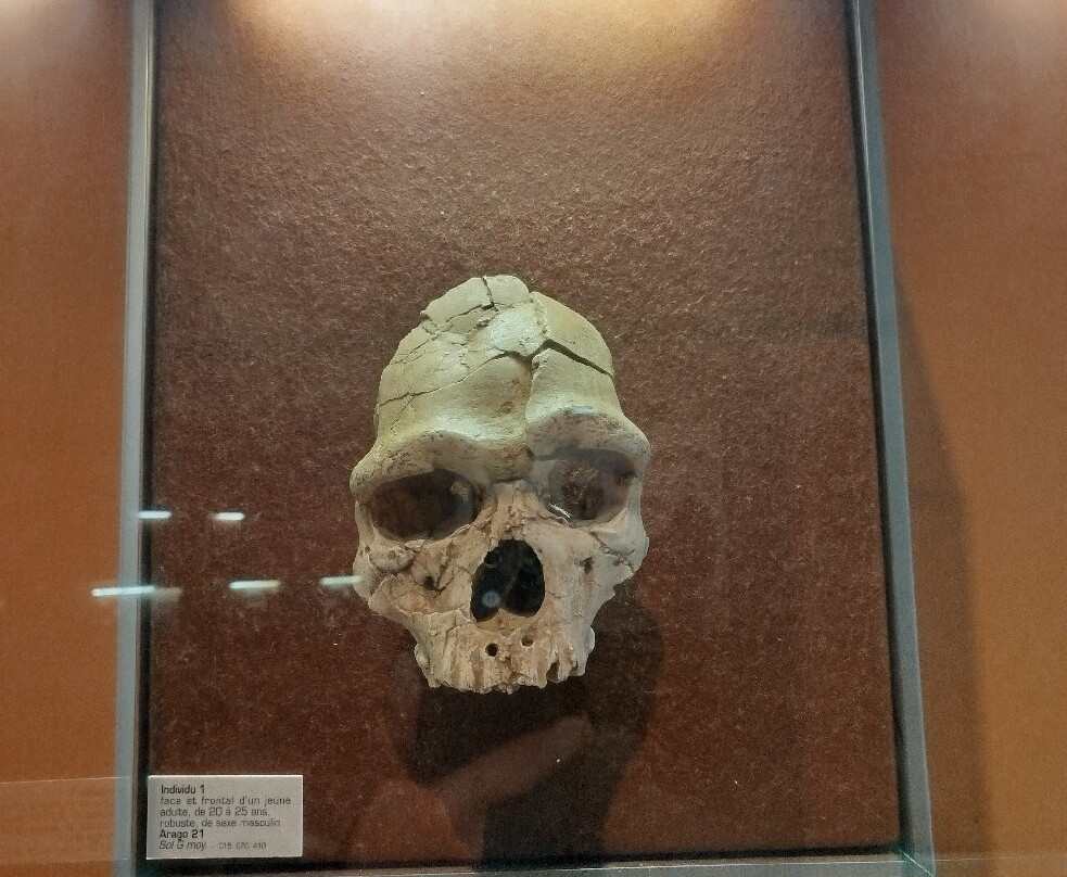 Museum of Préhistory Tautavel景点图片