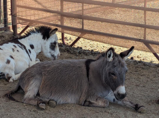 Peaceful Valley Donkey Rescue