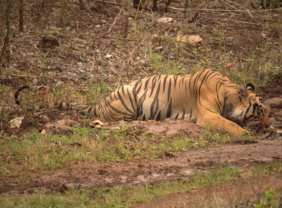 Nagzira Tigar Resort主图