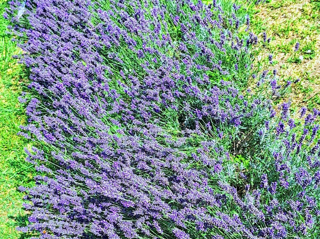 Giardino della Flora Appenninica景点图片