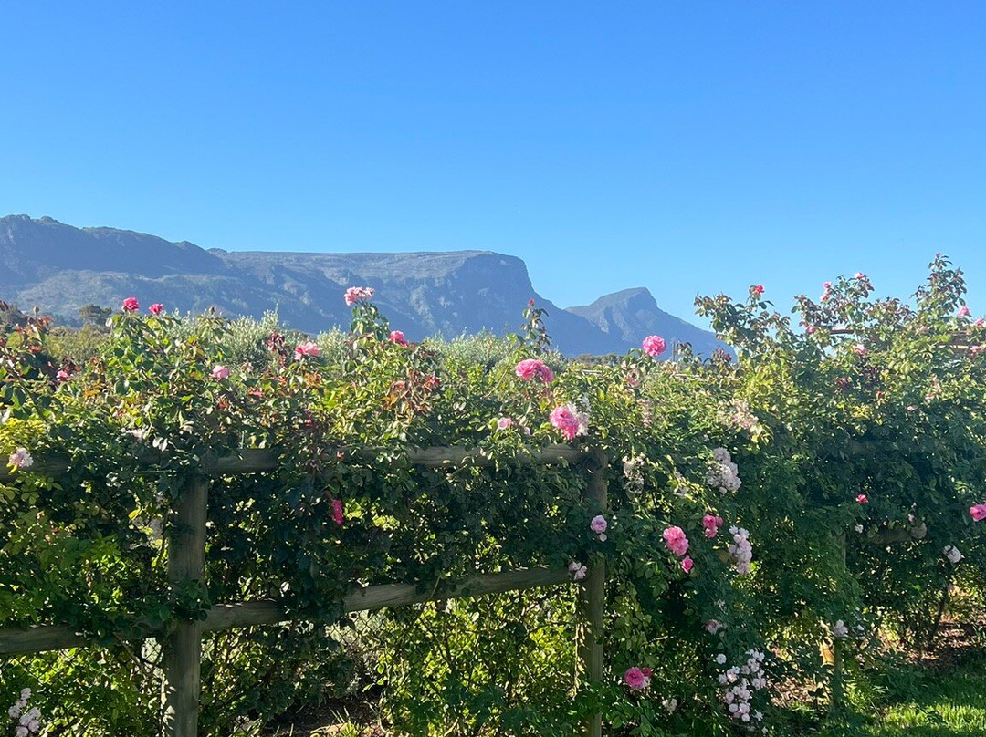 Constantia Uitsig Wine Estate-康士坦提亚必去景点