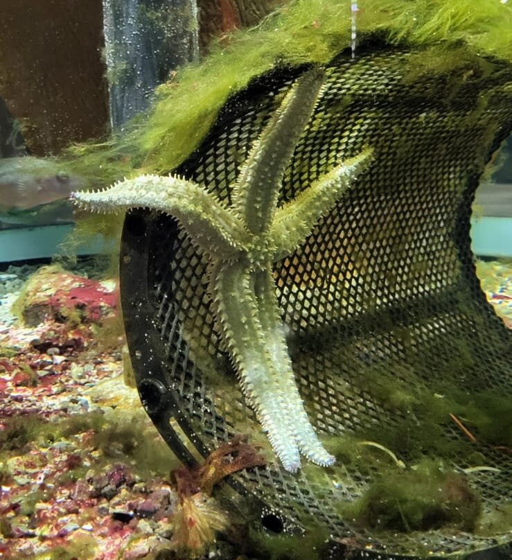 Galway Atlantaquaria景点图片